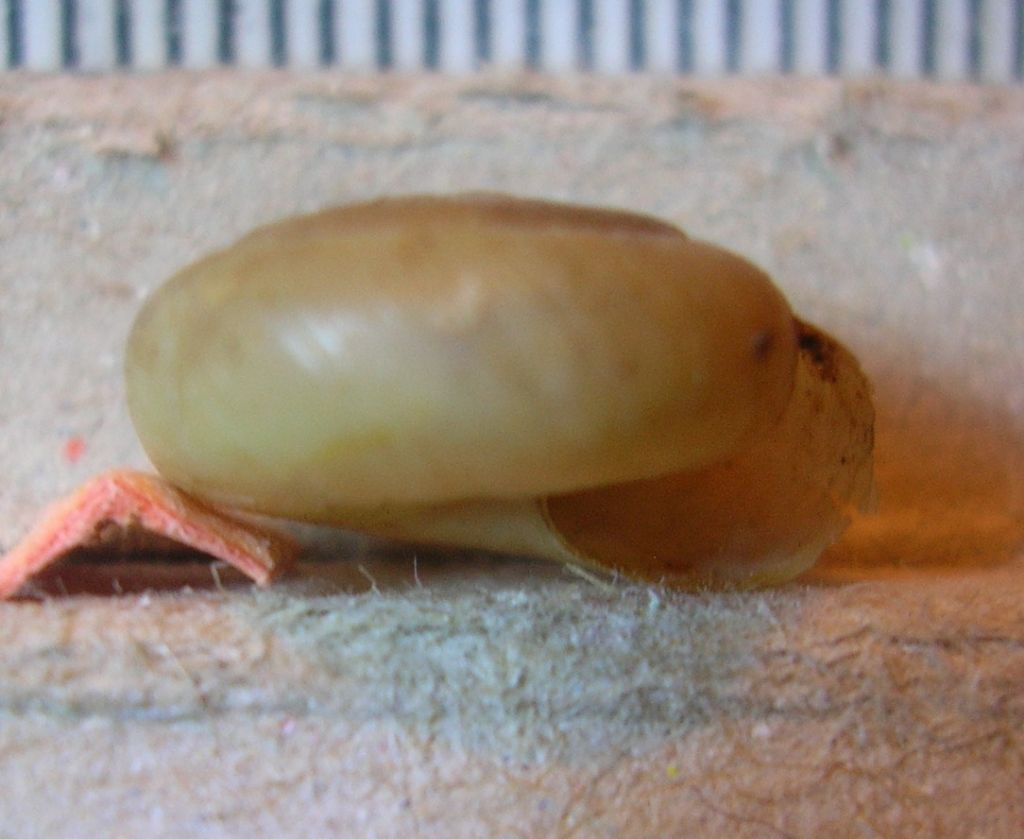 Oxychilus?