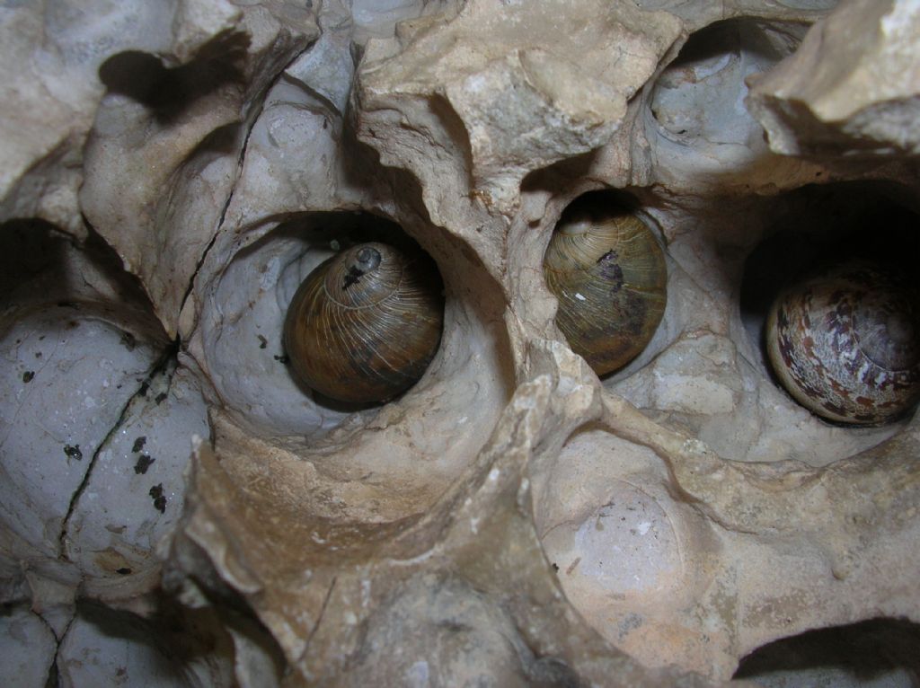 Erctella insolida (Monterosato 1892)