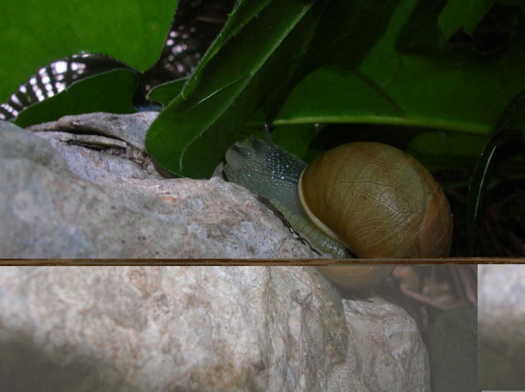 Erctella insolida (Monterosato 1892)