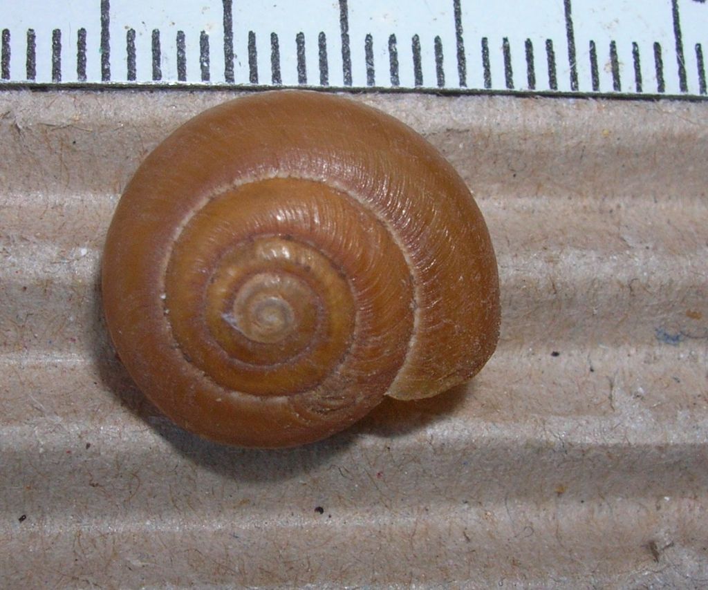 Oxychilus?