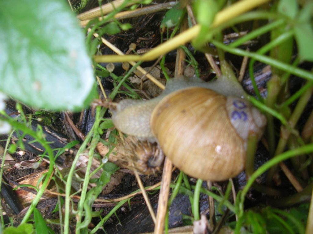 Erctella insolida (Monterosato 1892)