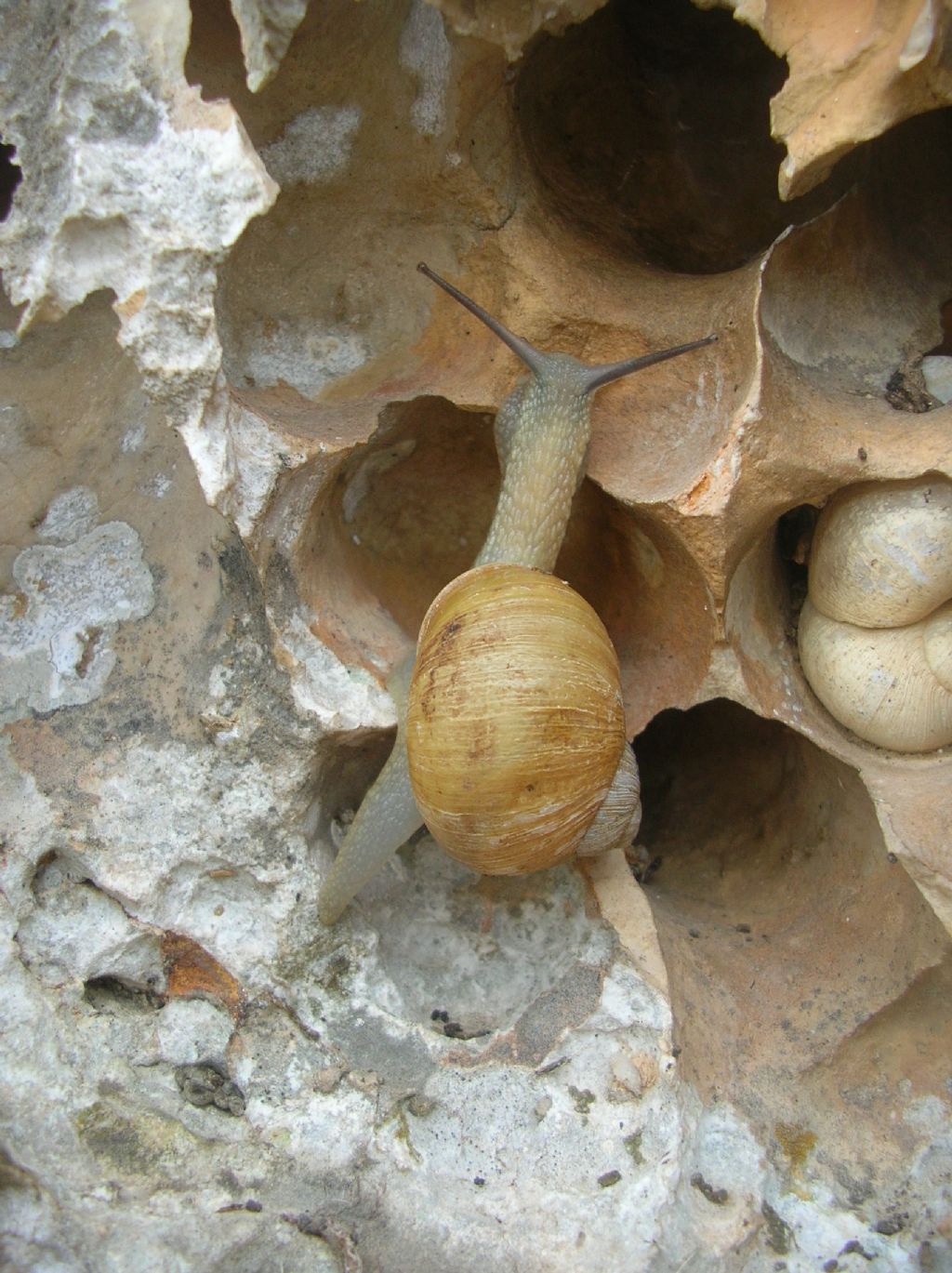 Erctella insolida (Monterosato 1892)