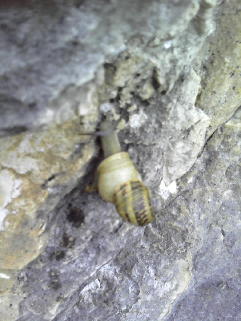 Erctella insolida (Monterosato 1892)