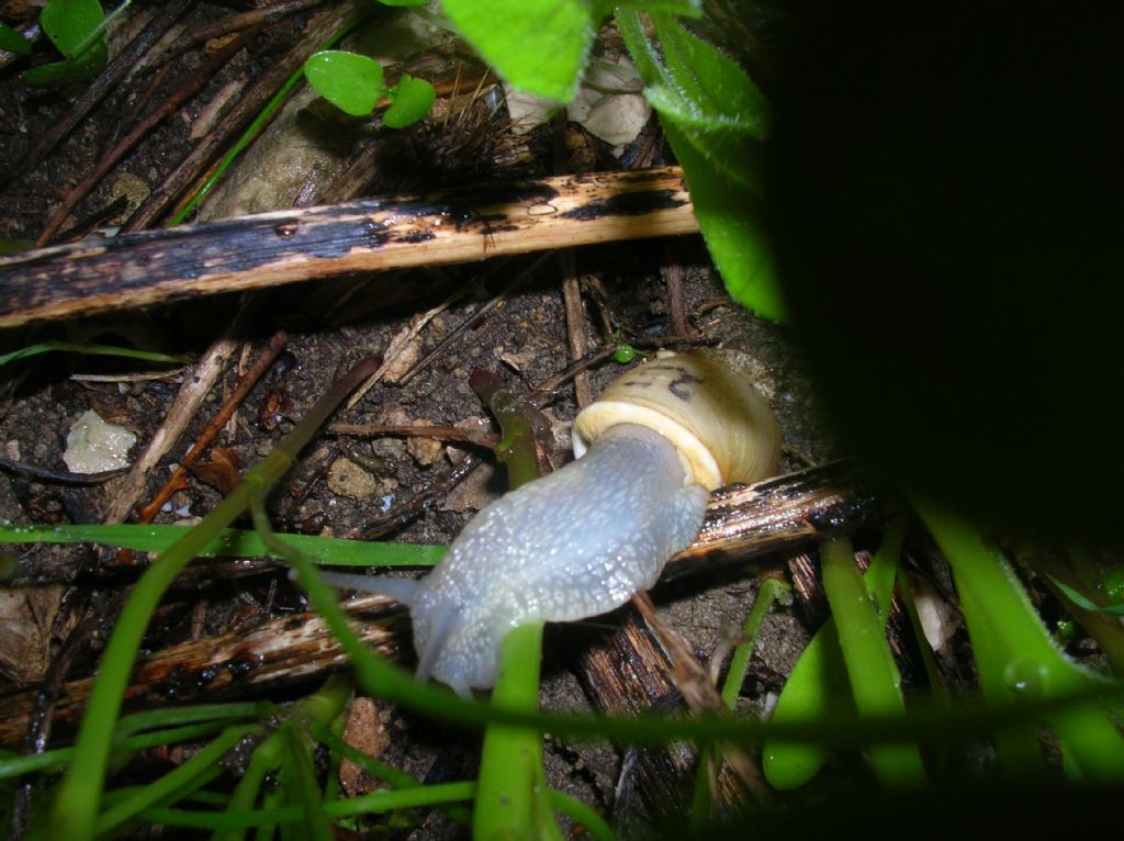 Erctella insolida (Monterosato 1892)