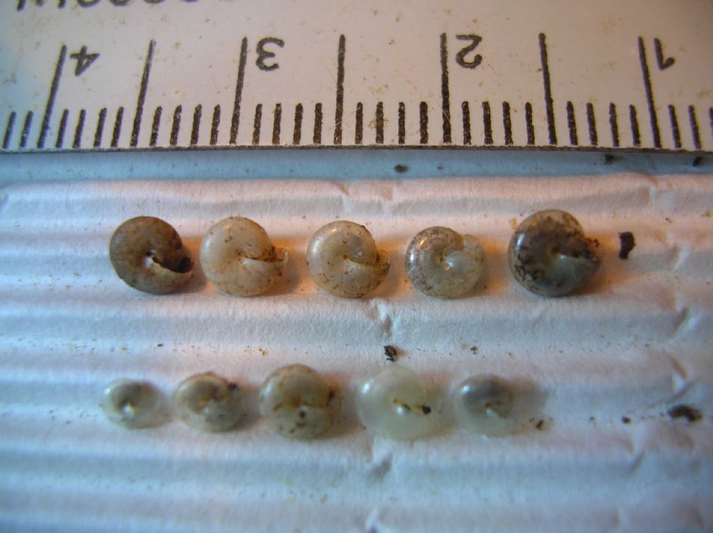 Vitrea?