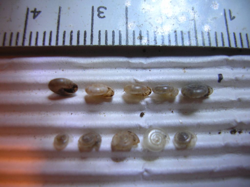 Vitrea?