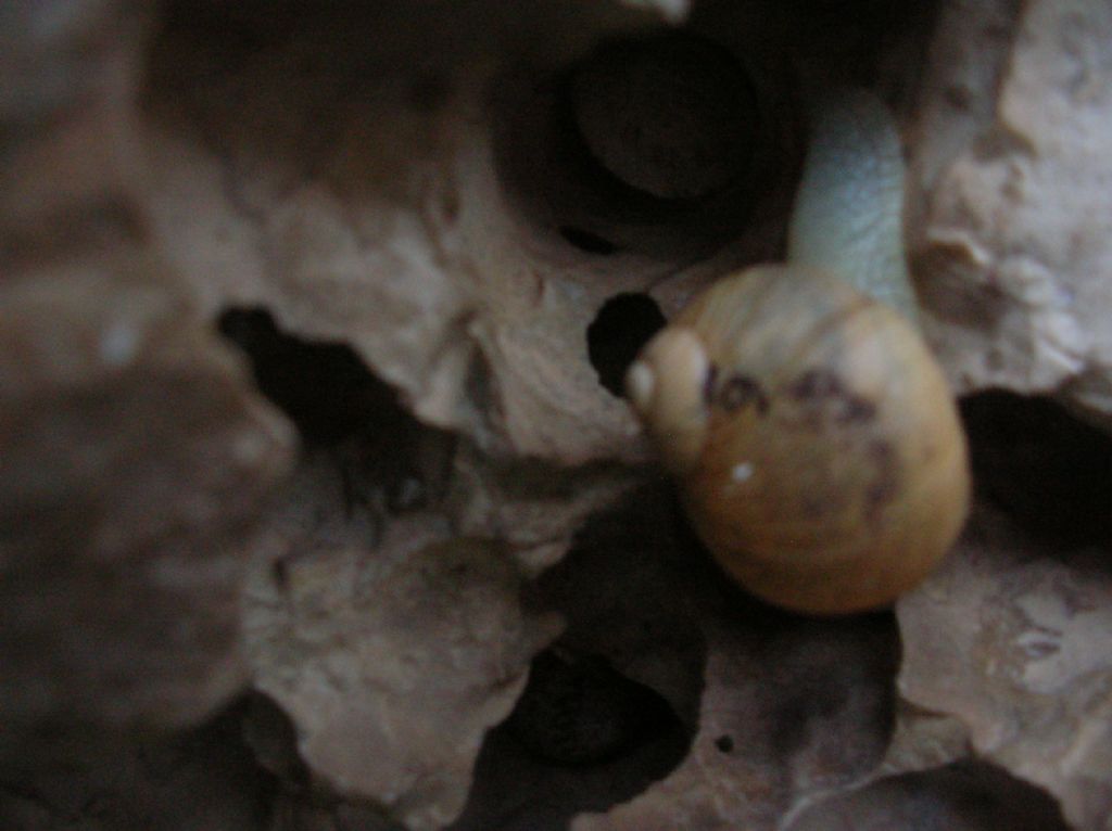 Erctella insolida (Monterosato 1892)