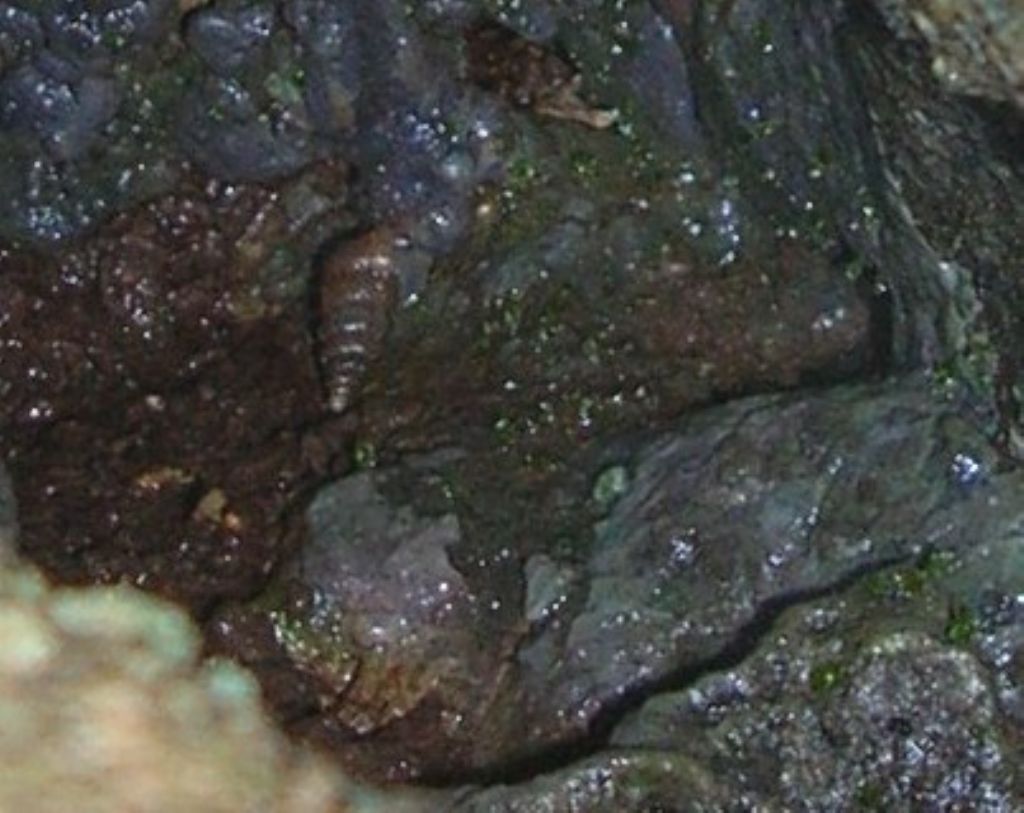 Cochlostoma alleryanum