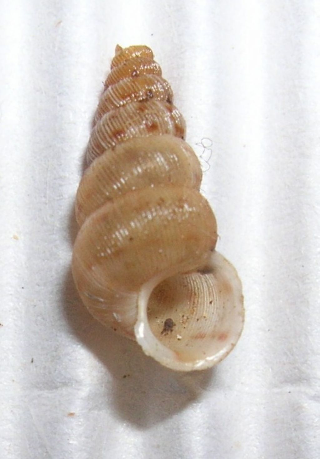 Cochlostoma alleryanum