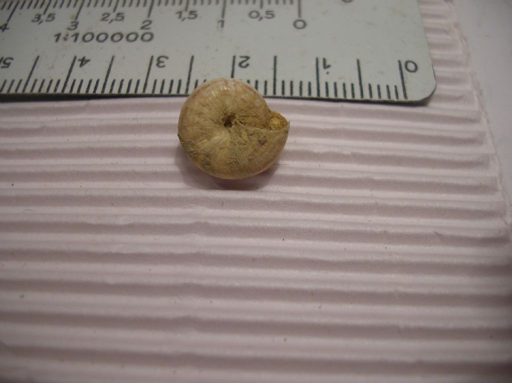 Trochoidea?