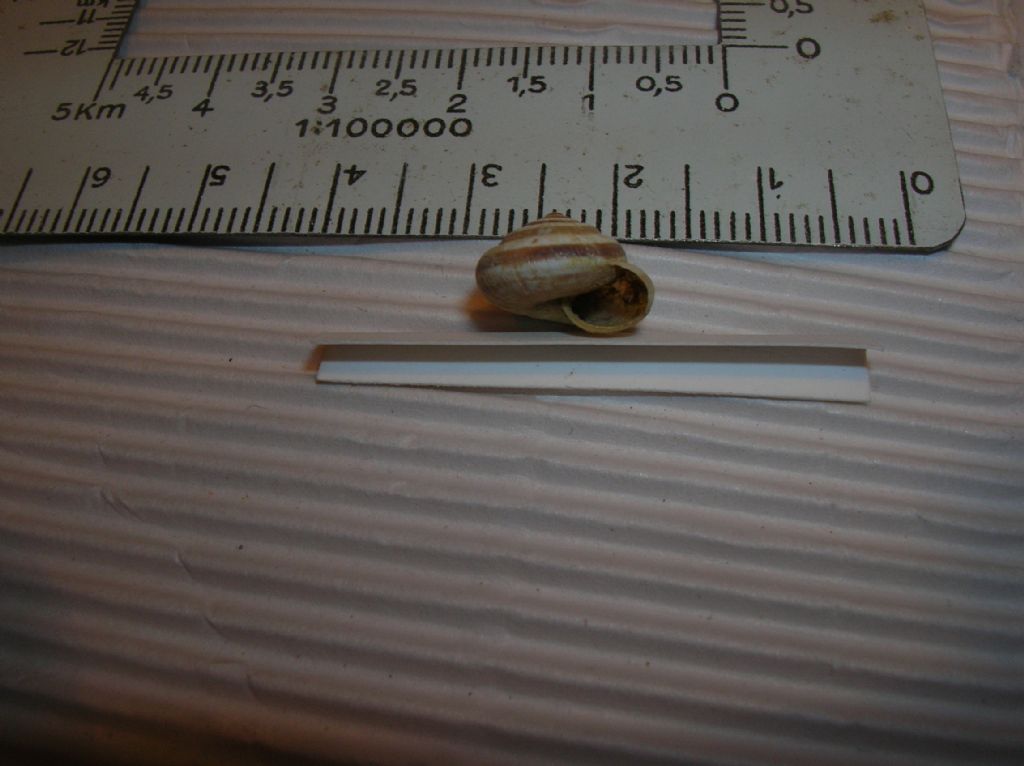 Trochoidea?