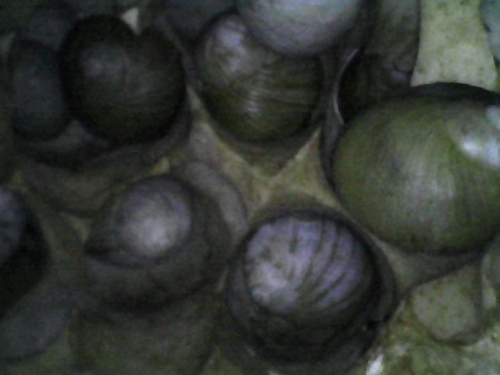 Erctella insolida (Monterosato 1892)
