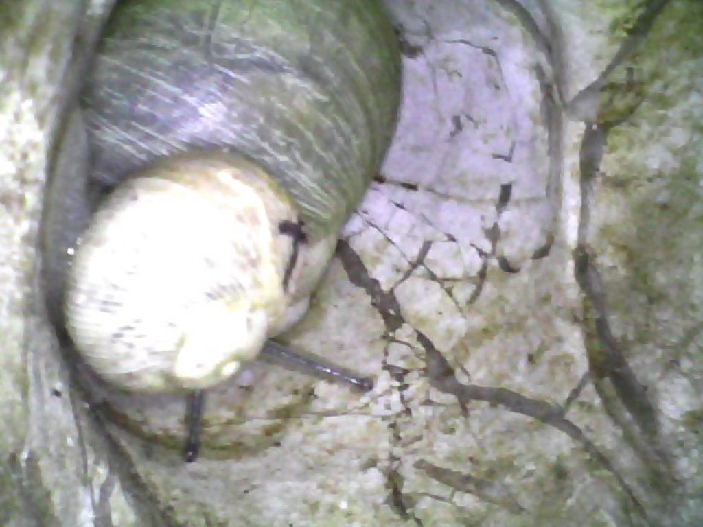 Erctella insolida (Monterosato 1892)