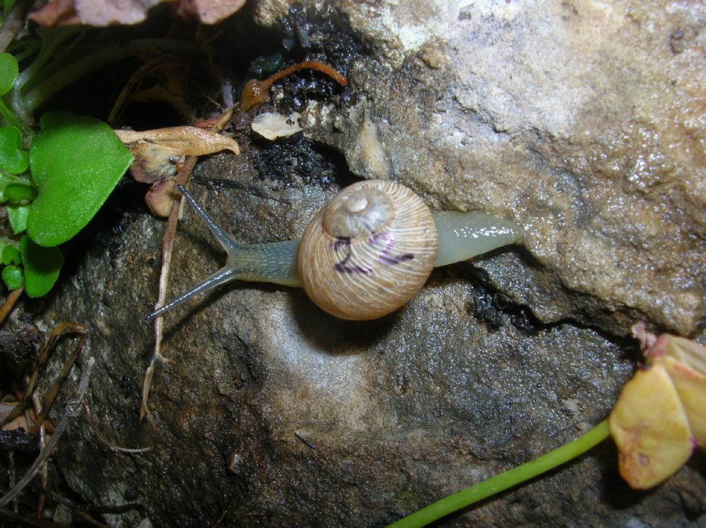 Erctella insolida (Monterosato 1892)