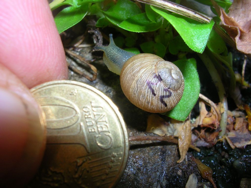 Erctella insolida (Monterosato 1892)