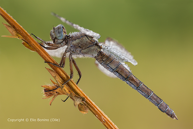 Id - Crocothemis? no, Orthetrum brunneum