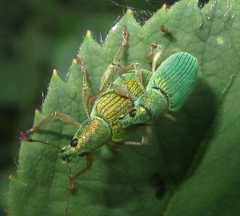 Polydrusus formosus (= sericeus), Curculionidae