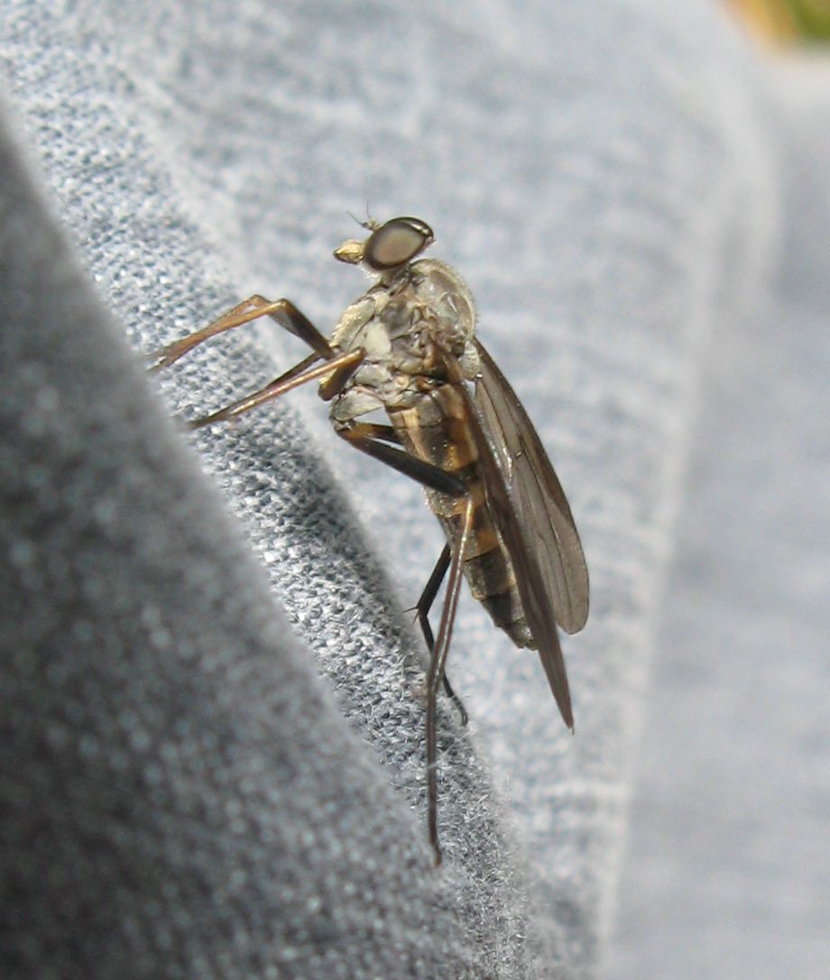 Rhagio sp. ?