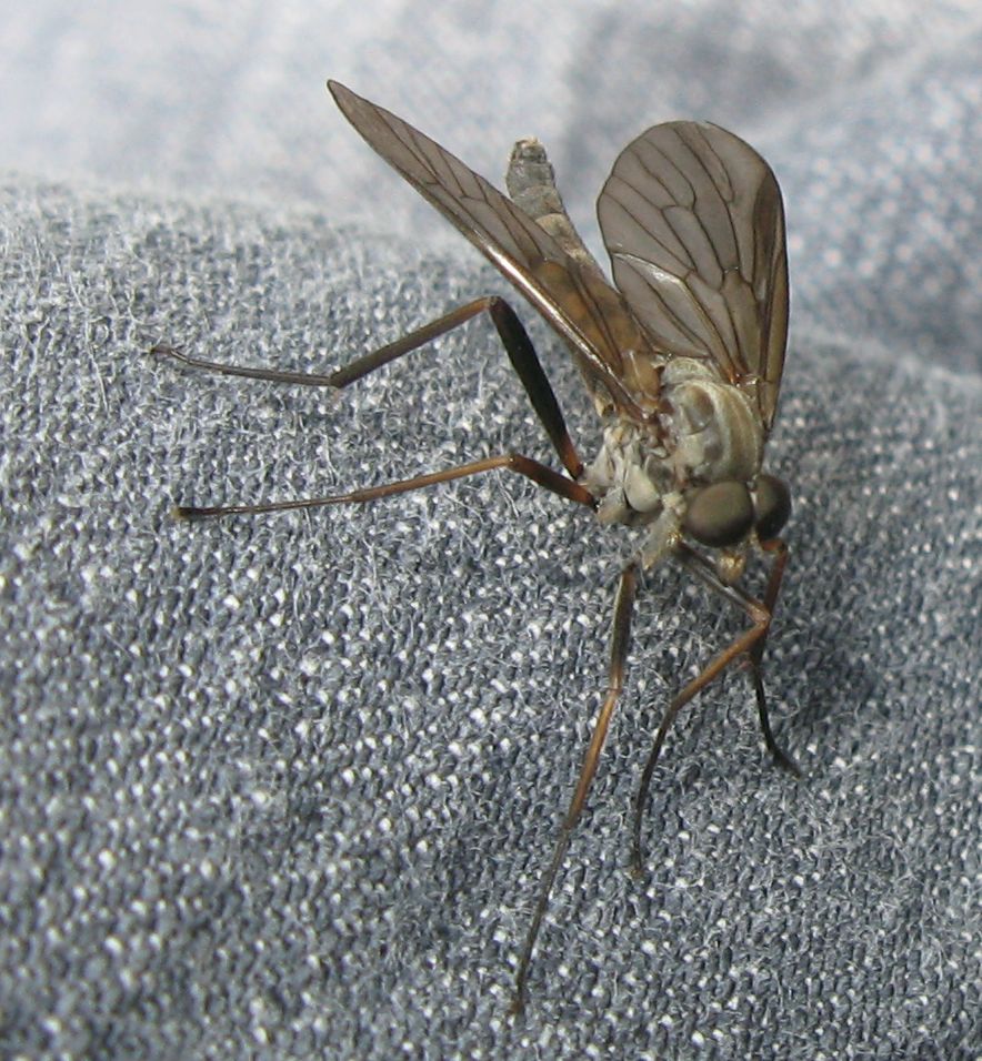 Rhagio sp. ?