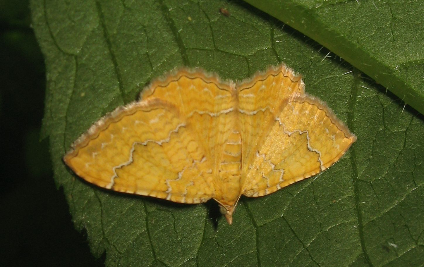 Camptogramma bilineata ?