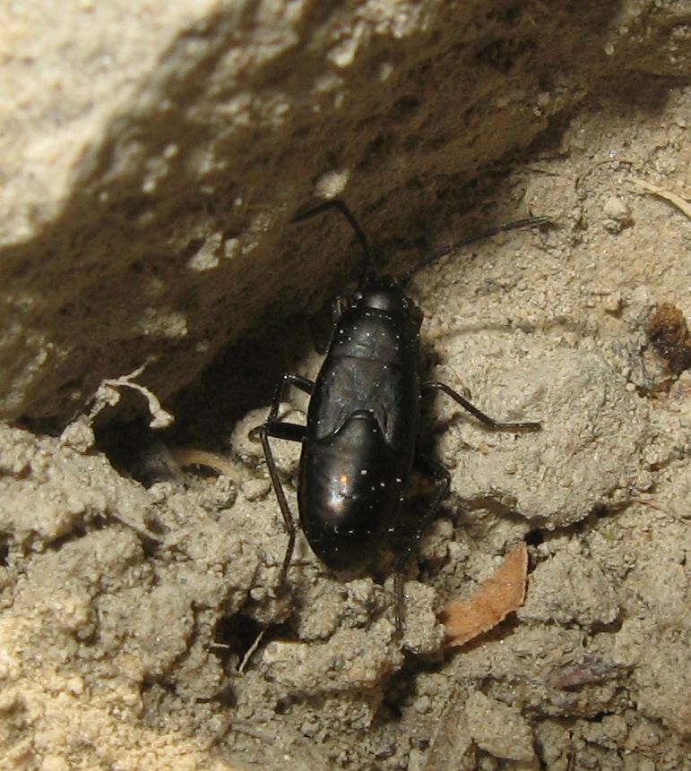 Lygaeidae: Aphanus rolandri dell''Emilia (BO)