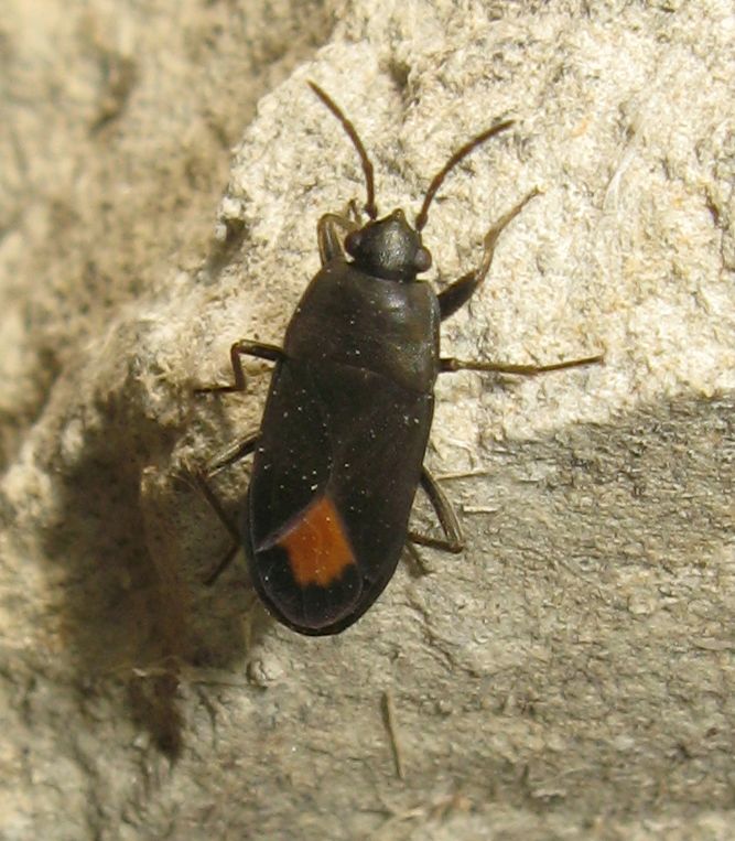 Lygaeidae: Aphanus rolandri dell''Emilia (BO)