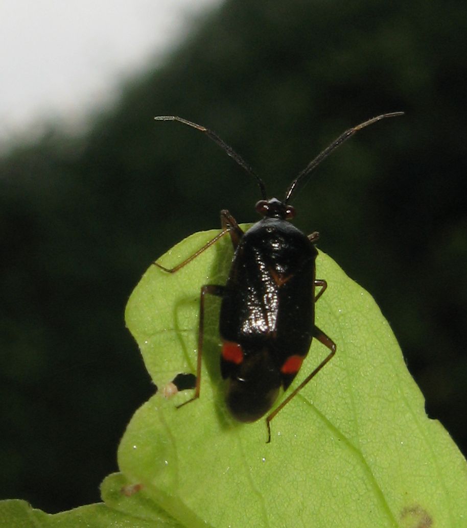 Miridae: Deraeocoris ruber dell''Emilia (BO)