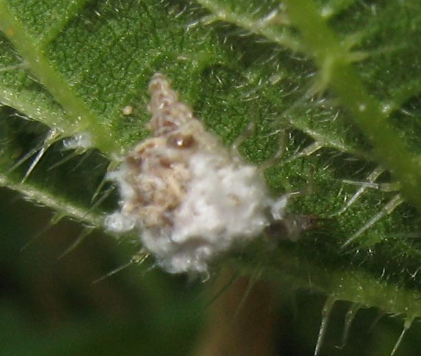 Larva di Neuroptera?