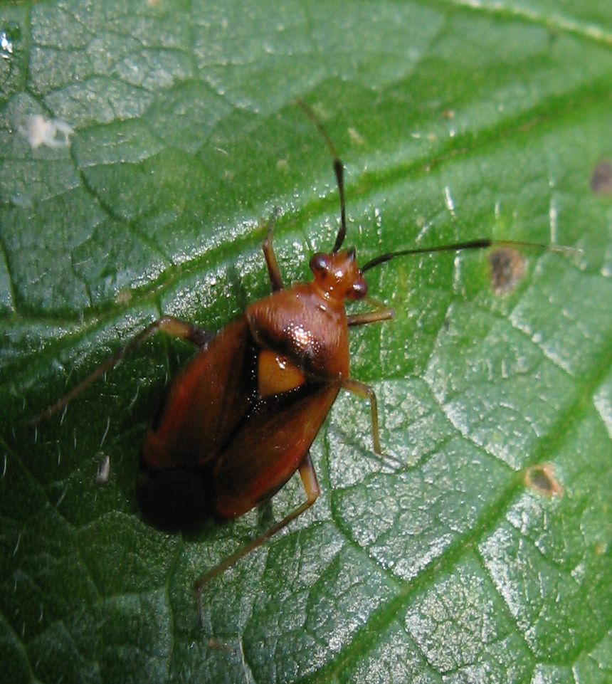 Miridae: Deraeocoris ruber dell''Emilia (BO)