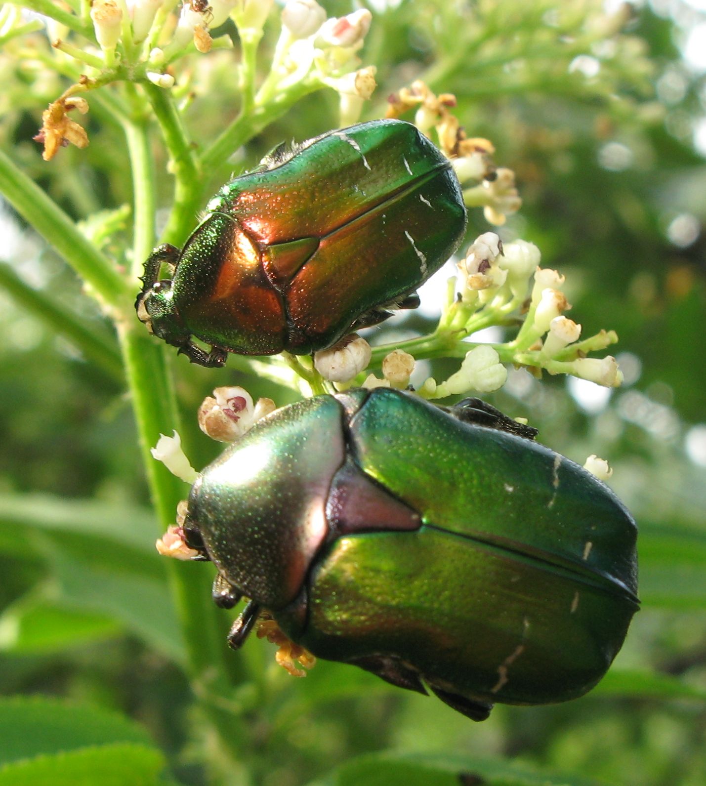 Cetonia aurata pisana