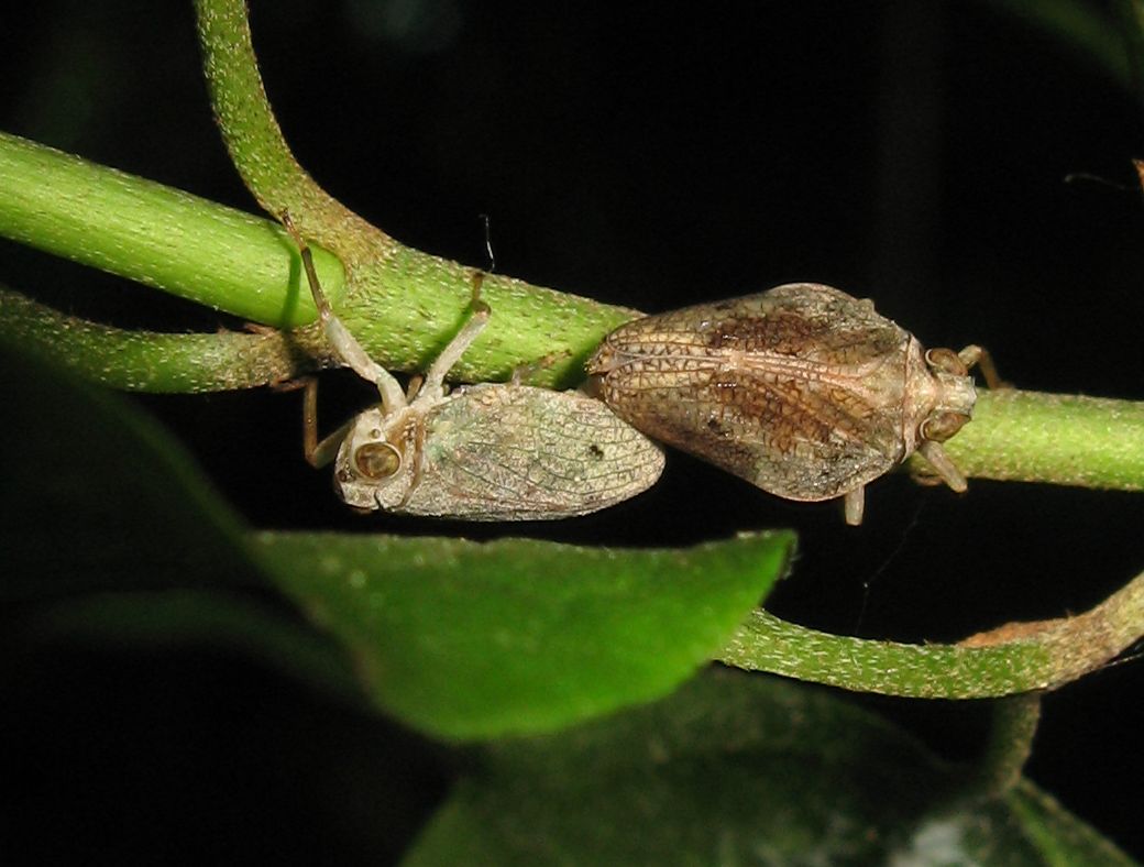 Issus sp.