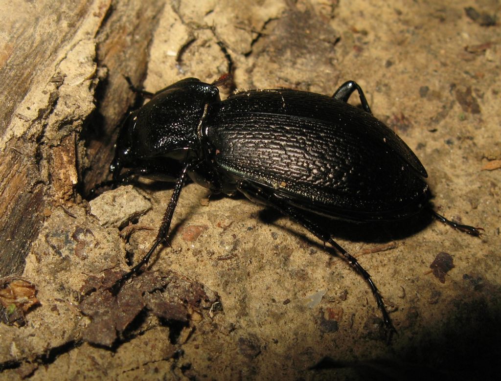 Carabus rossii