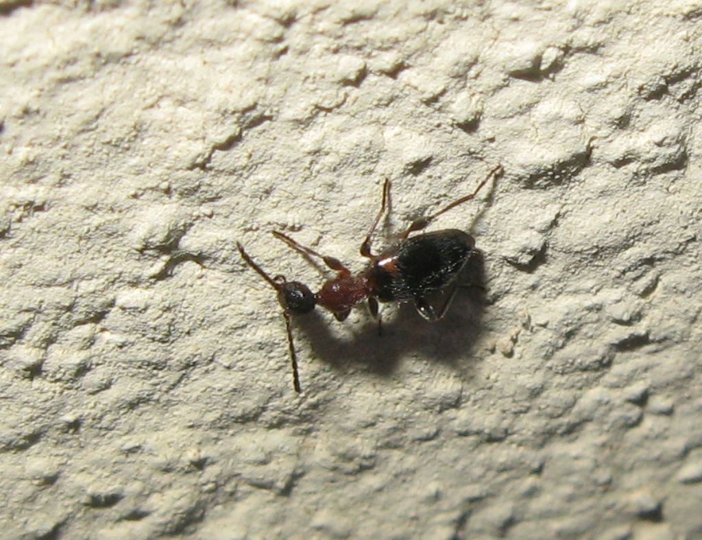 Anthelephila pedestris ?