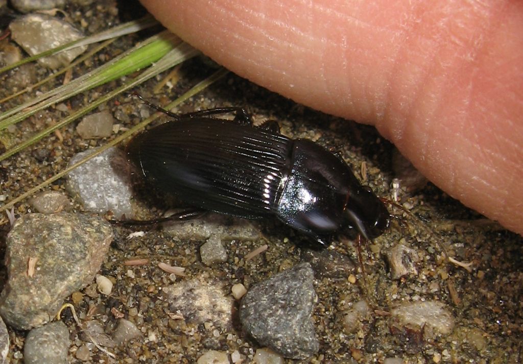 Carabidae - Harpalus dimidiatus