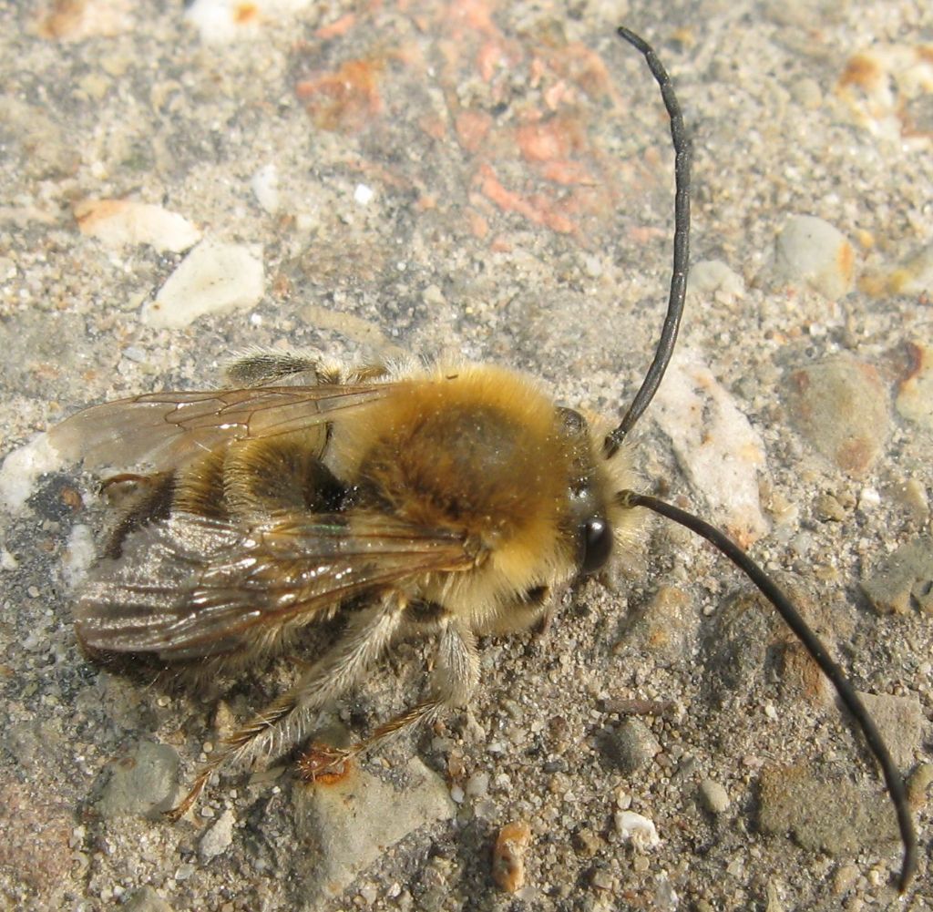 Eucera sp.