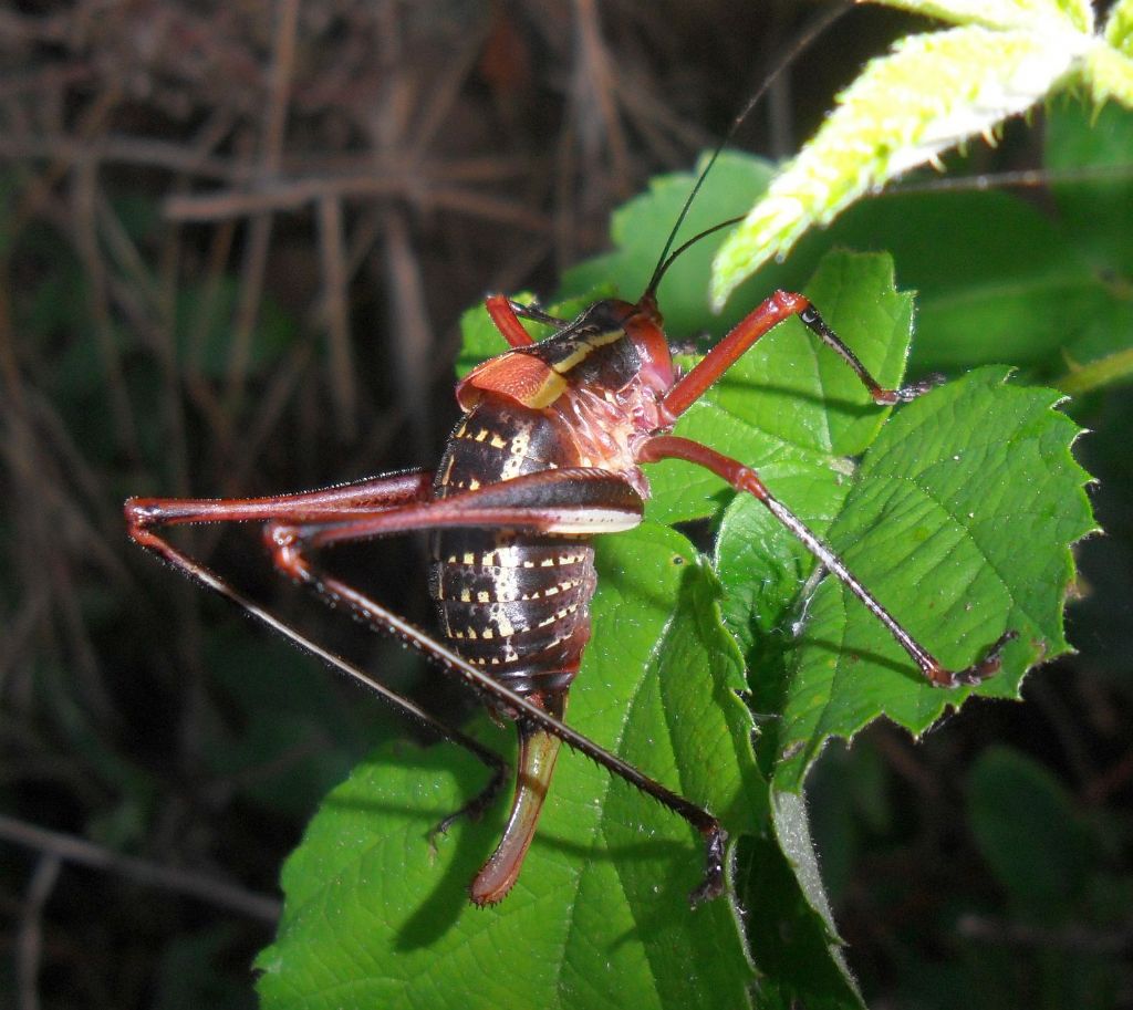 Barbitistes alpinus?