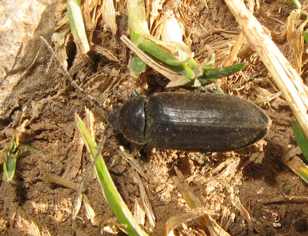 Dascillus cervinus (Dascillidae)