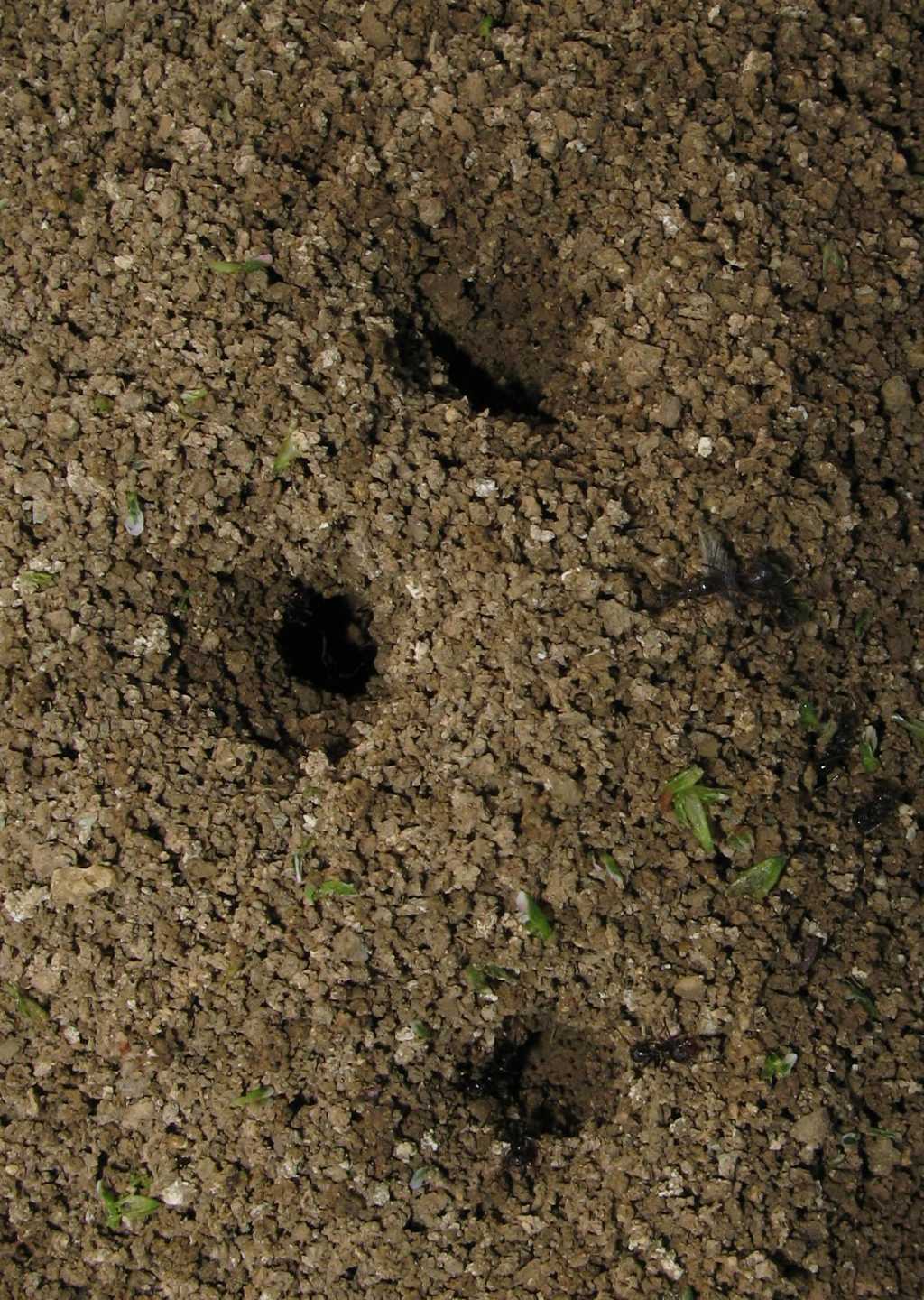 Messor structor, Formicidae