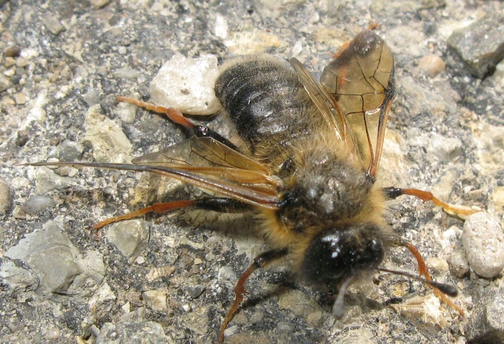 Cimbicidae:  Trichiosoma sp.