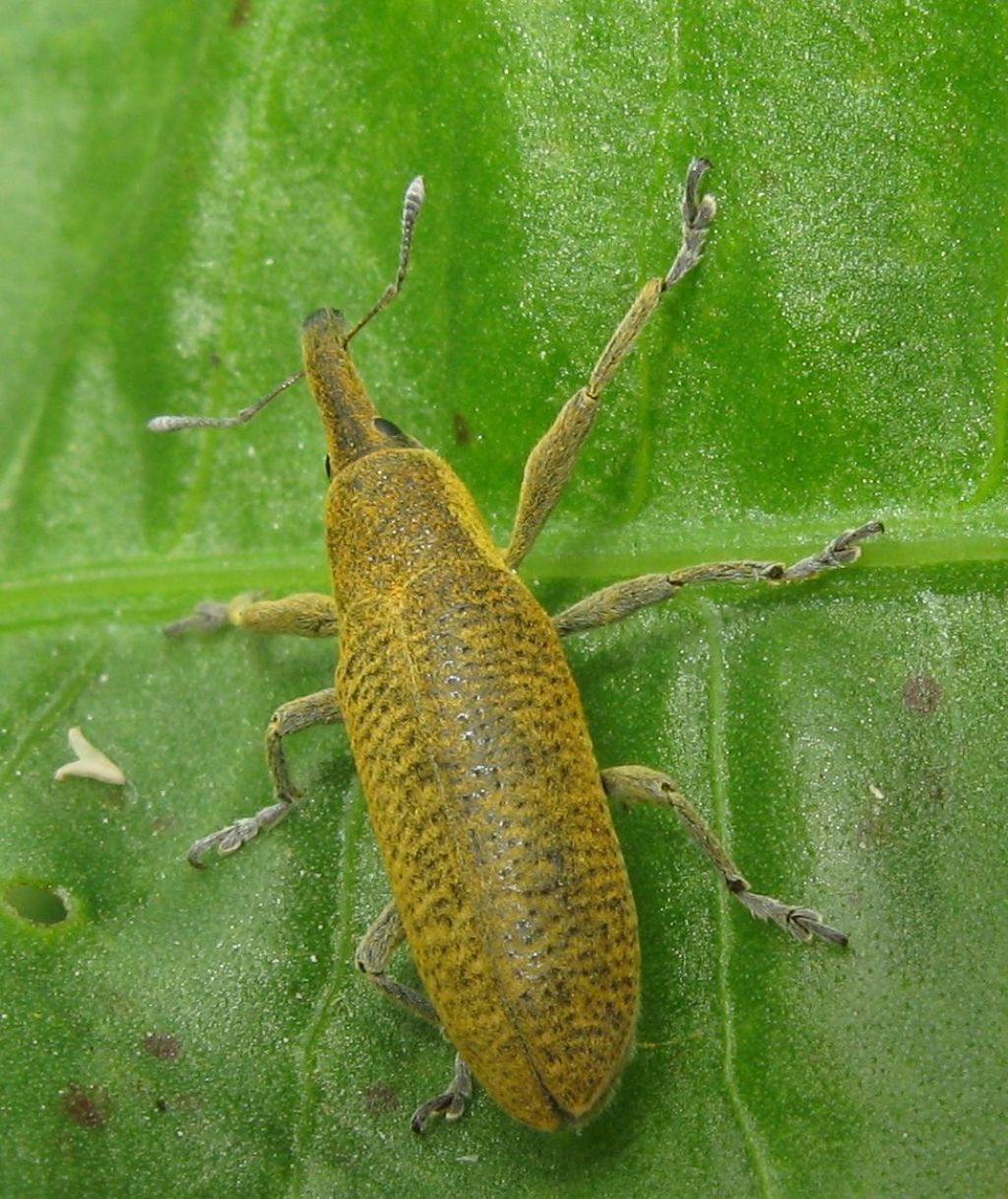 Lixus (Dilixellus) pulverulentus, Curculionidae