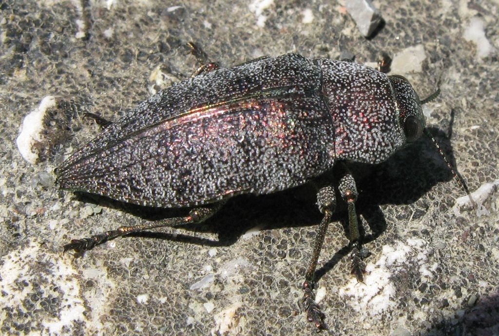 Buprestidae:  Dicerca aenea aenea