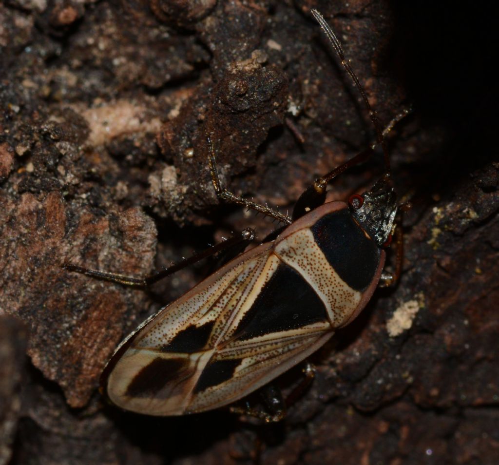 Lygaeidae: Xanthochilus sp.?   S, Xanthochilus minusculus