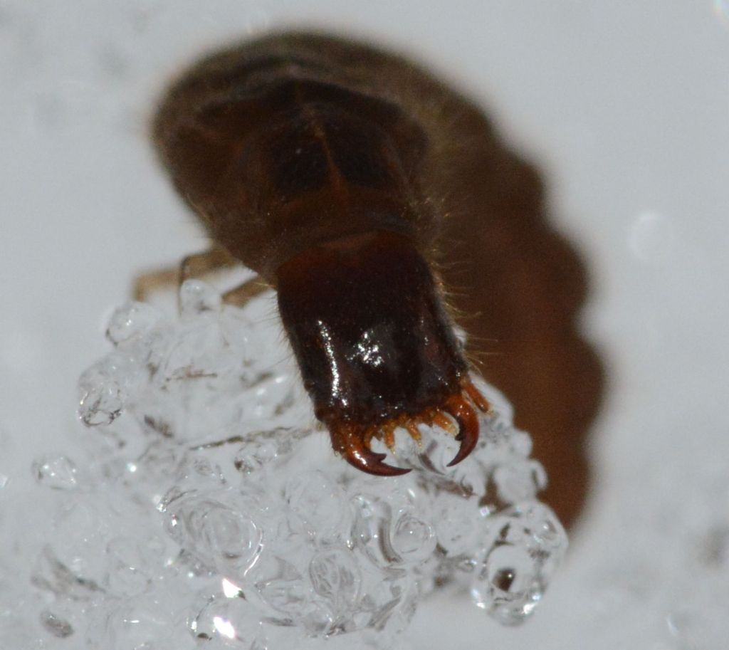 Larva di coleottero?  S, di Cantharidae Cantharinae