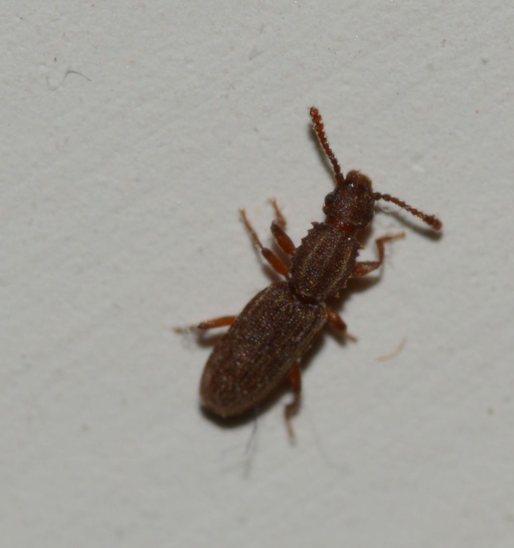 Oryzaephilus surinamensis (Silvanidae)