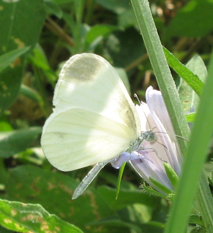Quale Pieridae?