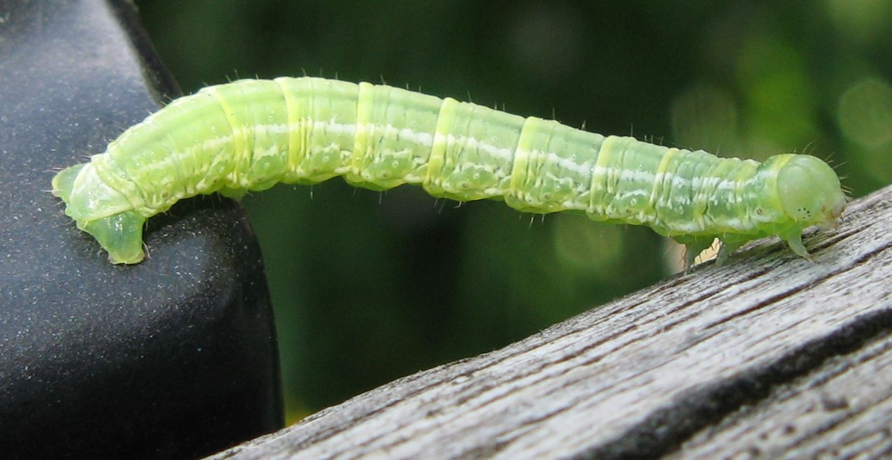 Larva di Operophtera brumata ?