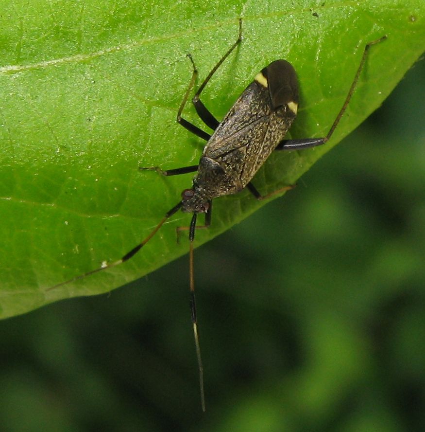 Miridae: Closterotomus biclavatus dell''Emilia