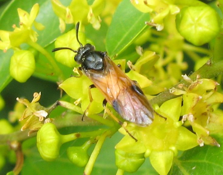 Arge cyanocrocea ? No, Arge melanochroa, Argidae