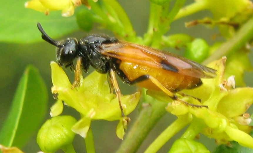 Arge cyanocrocea ? No, Arge melanochroa, Argidae