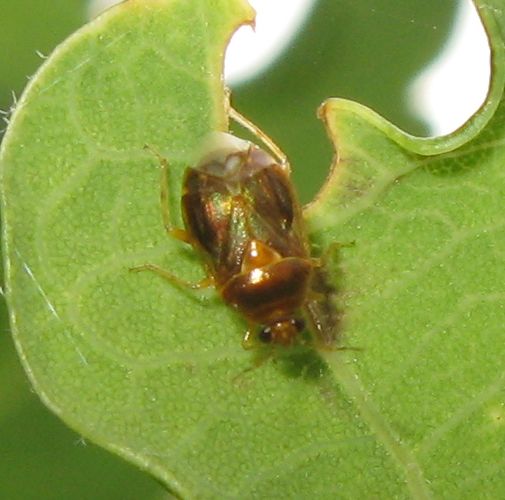 Miridae: Deraeocoris lutescens dell''Emilia (BO)